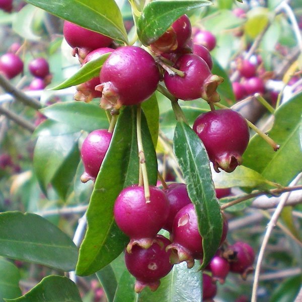 Lilly Pilly (લિલી પિલી)